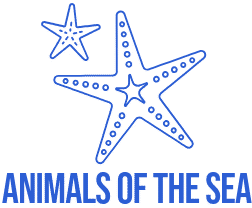 Animals of the Sea